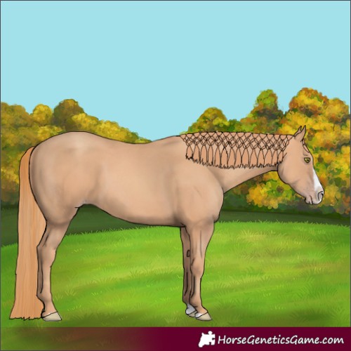 Horse Color:Gold Champagne Splash 