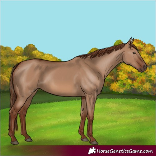 Horse Color:Red Dun Rabicano 