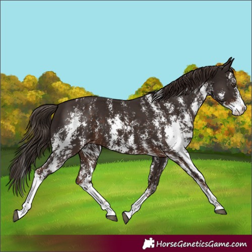 Horse Color:Liver Chestnut Sabino Splash Appaloosa 