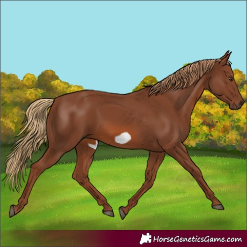 Horse Color:Chestnut Frame 