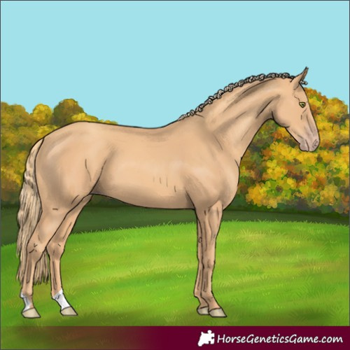 Horse Color:Gold Champagne