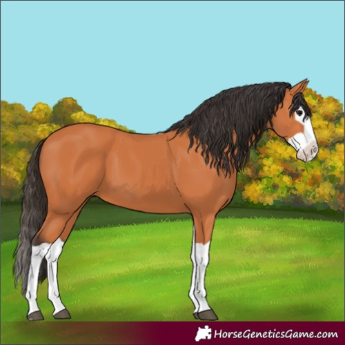Horse Color:Bay Splash