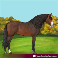 Horse Color:Bay Splash
