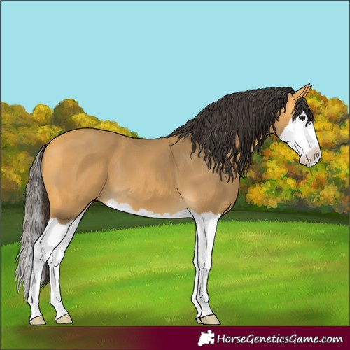 Horse Color:Buckskin Splash 