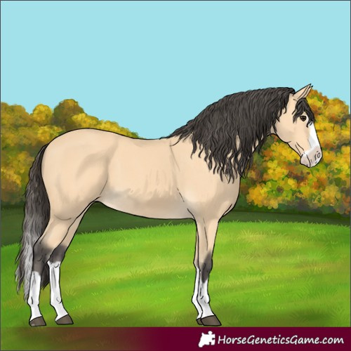 Horse Color:Buckskin Splash 