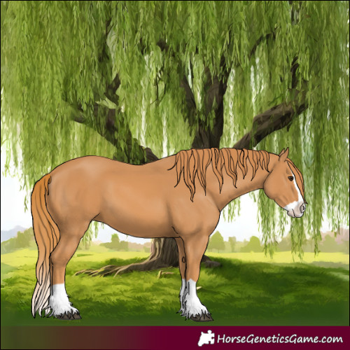 Horse Color:Chestnut Splash