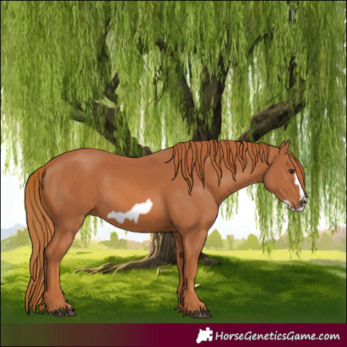 Horse Color:Chestnut Frame 
