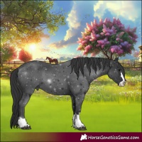 Horse Color:Black 