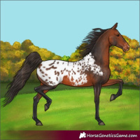 Horse Color:Bay Blanket 