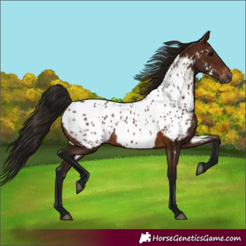 Horse Color:Gray Bay Appaloosa 