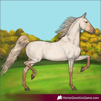 Horse Color:Red Dun Roan 
