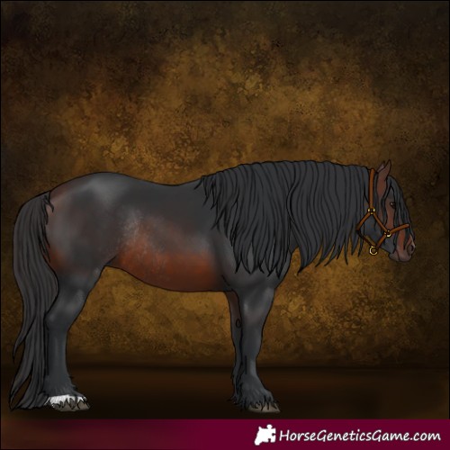 Horse Color:Brown Rabicano