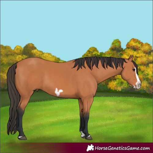 Horse Color:Bay Splash Frame
