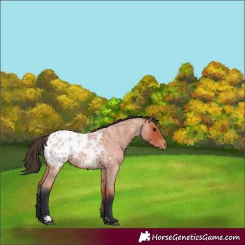 Horse Color:Bay Roan Appaloosa