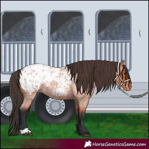 Horse Color:Bay Roan Blanket 