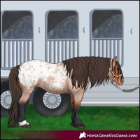 Horse Color:Bay Roan Blanket