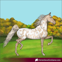 Horse Color:Chocolate Palomino Pearl Dun Near Leopard Rabicano