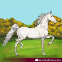 Horse Color:Gold Cream Champagne Pearl Dun Blanket Rabicano