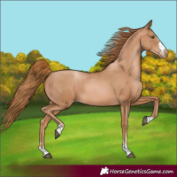 Horse Color:Chestnut Pearl Rabicano 