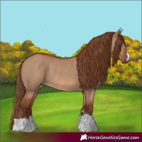 Horse Color:Red Dun Rabicano 