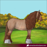 Horse Color:Red Dun Rabicano 