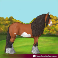 Horse Color:Bay Splash Frame 