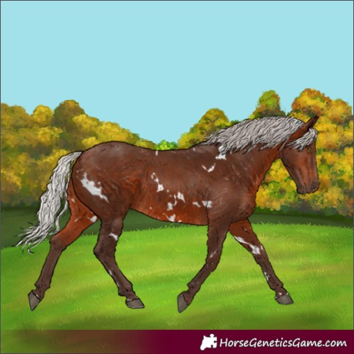 Horse Color:White Spotted Silver Brown 