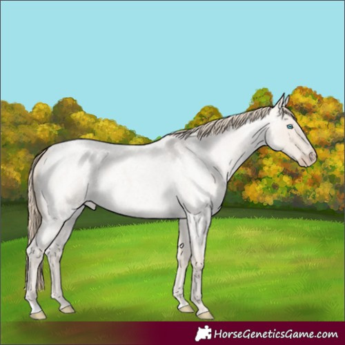Horse Color:Smoky Creme Roan Dun 