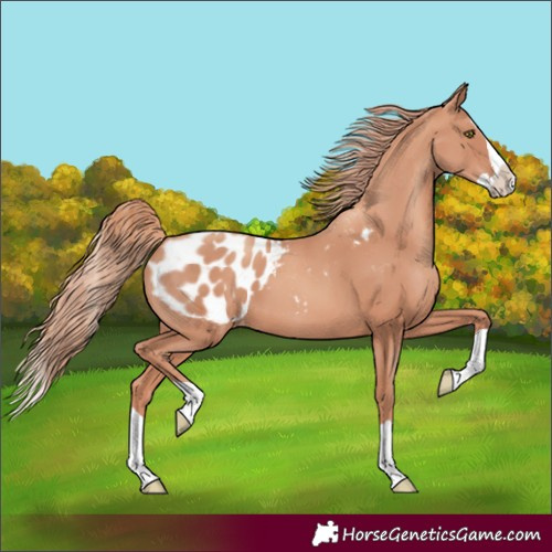 Horse Color:Unknown 