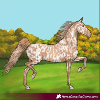 Horse Color:Gold Champagne  and Gold Champagne Near Leopard 