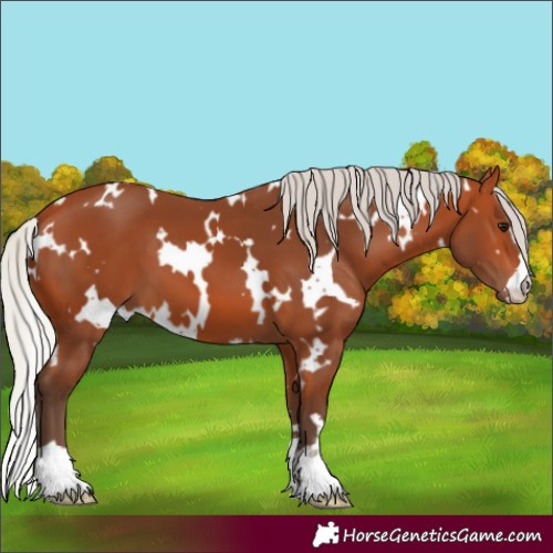 Horse Color:White Spotted Silver Bay