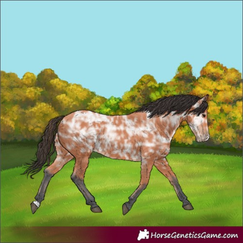 Horse Color:Bay Ice