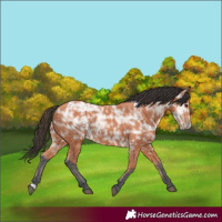 Horse Color:Bay Ice