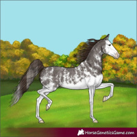 Horse Color:Liver Chestnut Sabino Splash