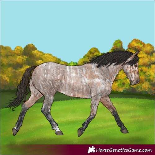 Horse Color:Bay Ice  and Bay Roan 