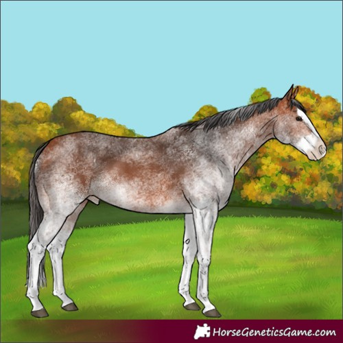Horse Color:White Spotted Bay Splash 