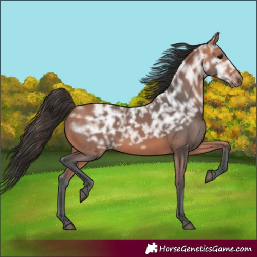 Horse Color:Bay Ice