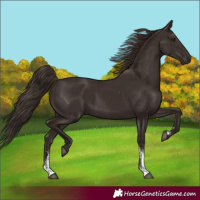 Horse Color:Liver Chestnut Sabino 