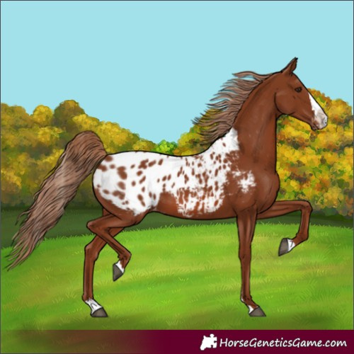 Horse Color:Unknown 