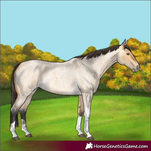 Horse Color:Buckskin Roan Dun Tobiano