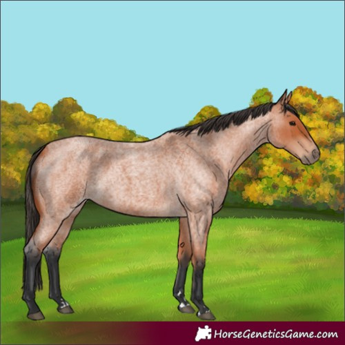 Horse Color:Bay Roan
