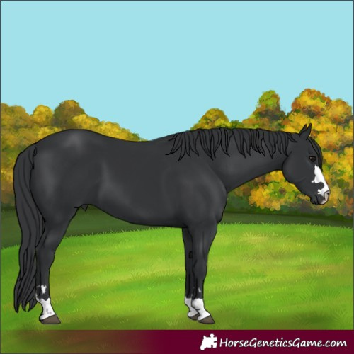 Horse Color:Black 