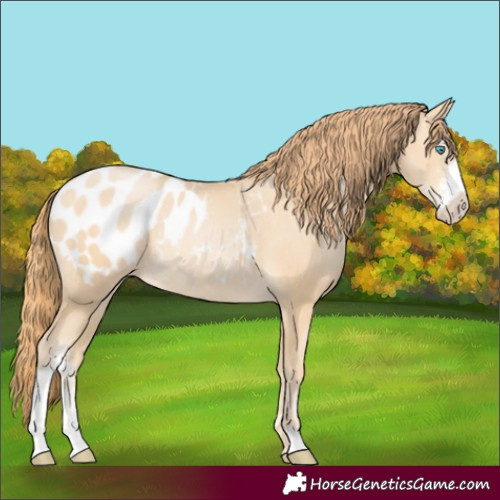 Horse Color:Buckskin Pearl Sabino Appaloosa Rabicano