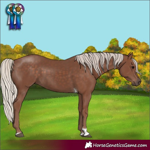 Horse Color:Silver Black Tobiano Rabicano 