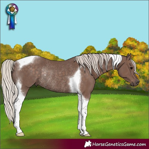 Horse Color:Silver Black Tobiano Rabicano 