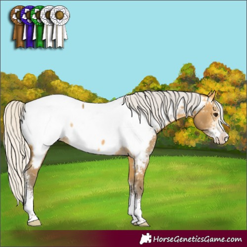 Horse Color:Silver Buckskin Sabino Appaloosa Rabicano 