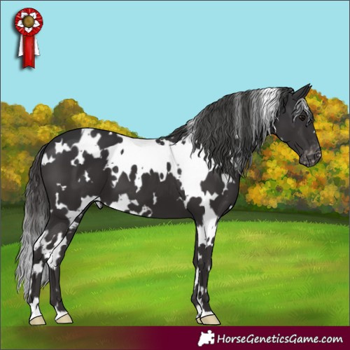 Horse Color:White Spotted Smoky Black Appaloosa 