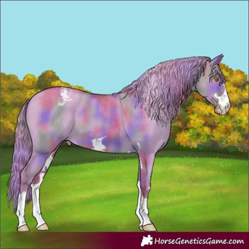 Horse Color:Nacre Gold Champagne Dun Appaloosa