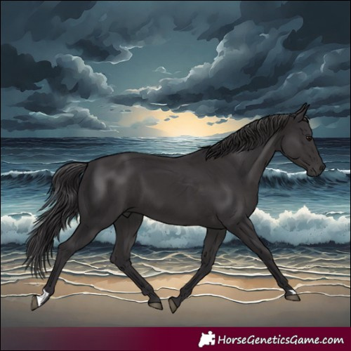 Horse Color:Smoky Black