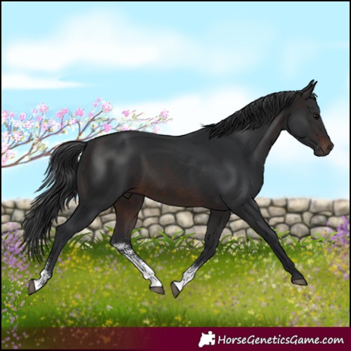 Horse Color:Brown Sabino